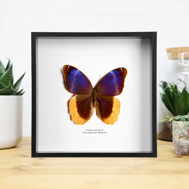 Gold Edged Owl Butterfly (Caligo Uranus) Handcrafted Box Frame