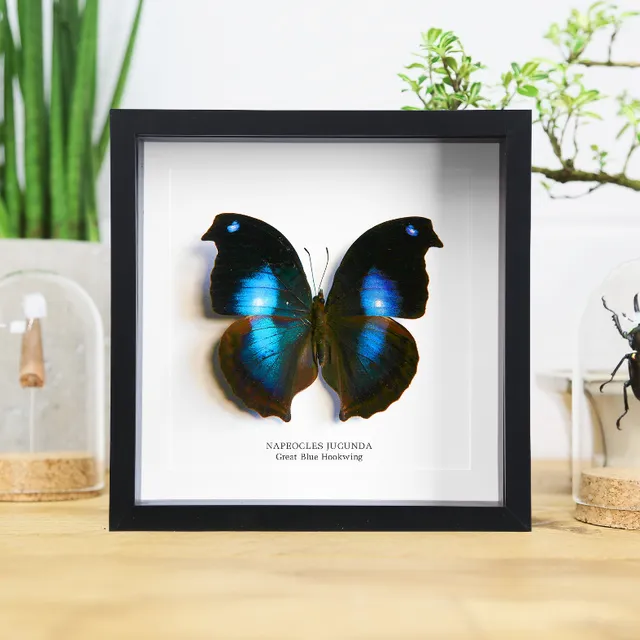 Great Blue Hookwing (Napeocles Jucunda) Handcrafted Box Frame