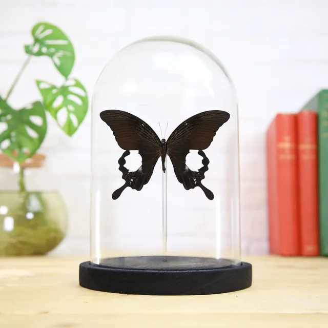 Great Helen (Papilio iswara) Glass Bell Jar (Copy)
