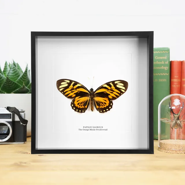 Orange Mimic-Swallowtail (Papilio zagreus) Handcrafted Box Frame
