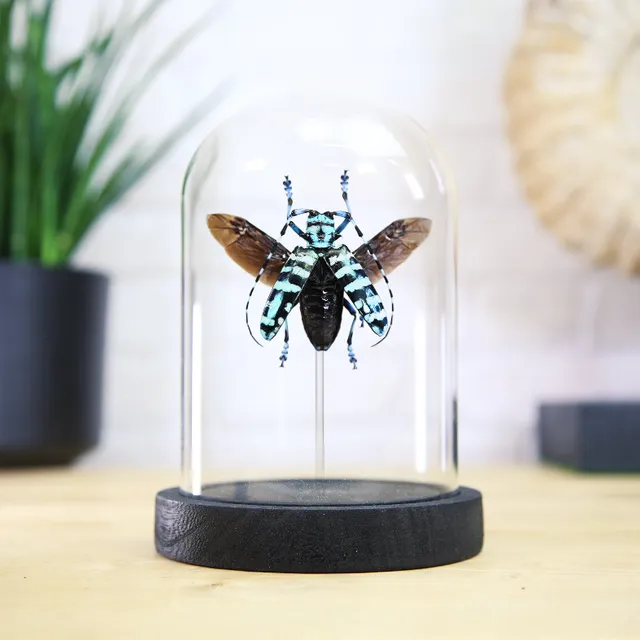 Asian Longhorn Beetle (Anoplophora graafi) Glass Bell Jar