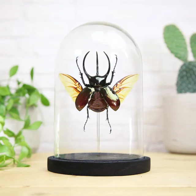 Atlas Beetle (Chalcosoma Atlas) Glass Bell Jar