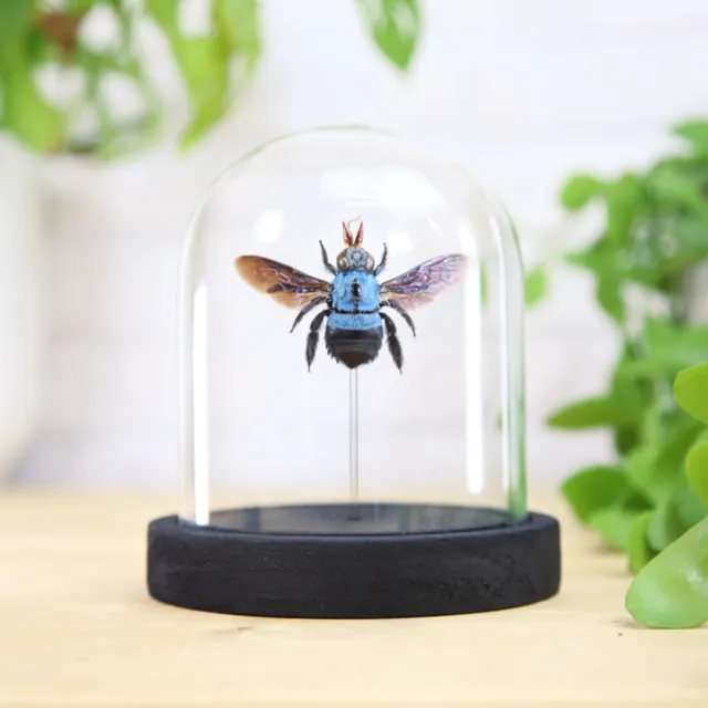 Blue Carpenter Bee (Xylocopa Caerulea) Glass Bell Jar
