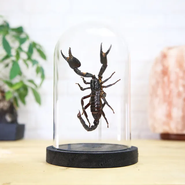 Giant Forest Scorpion (Heterometrus Spinifer) Glass Bell Jar