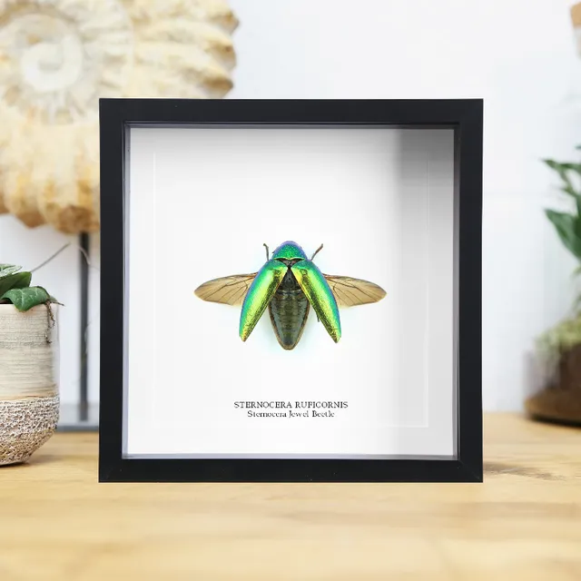 Ruficornis Jewel Beetle (Sternocera Ruficornis) Handcrafted Box Frame