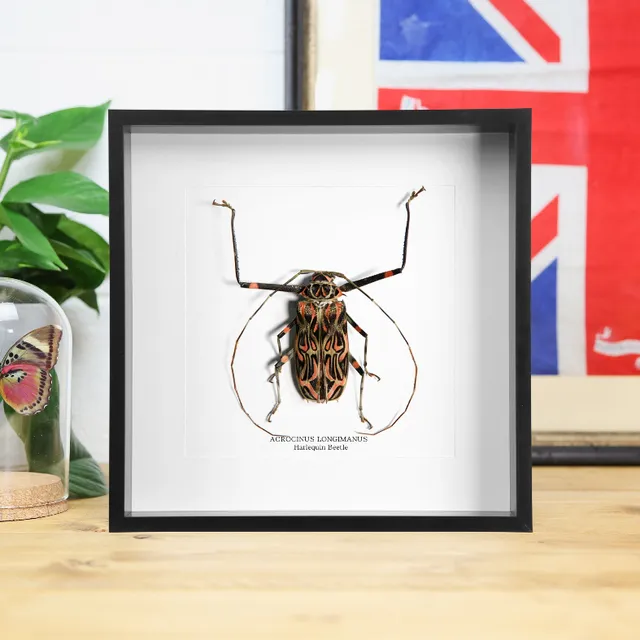 Harlequin Beetle (Acrocinus Longimanus) Handcrafted Box Frame