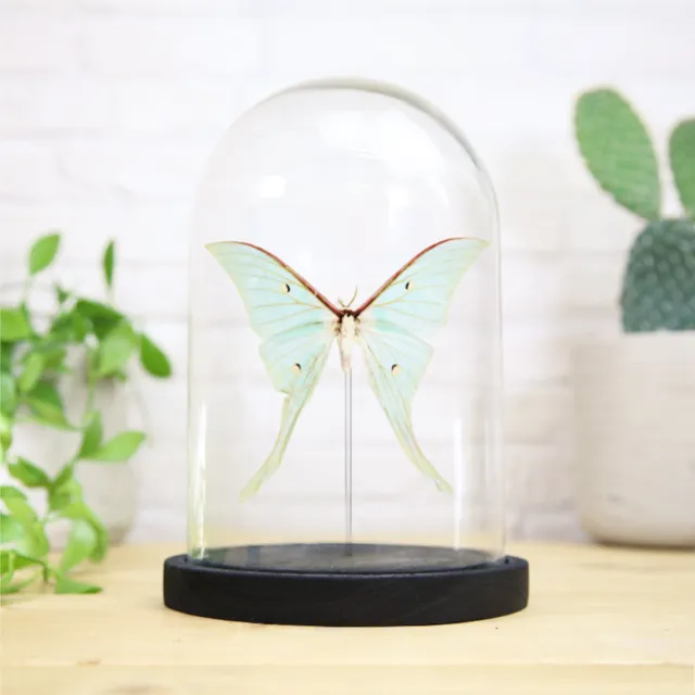 Luna Moth (Actias Luna) Glass Bell Jar