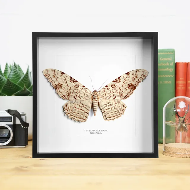 White Witch Moth (Thysania Agrippina) Handcrafted Box Frame