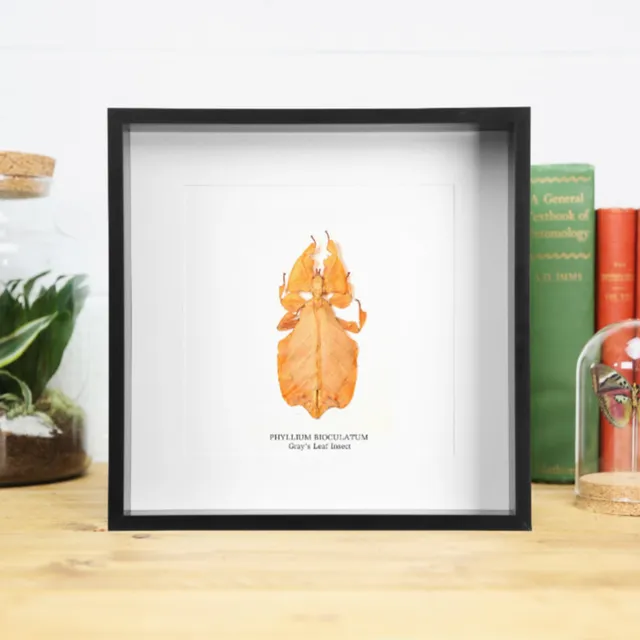 Orange Form Gray's Leaf Insect Handcrafted Box Frame