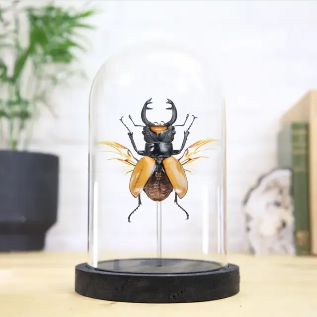 Ludekingi Stag Beetle (Odontolabis Ludekingi) Glass Bell Jar