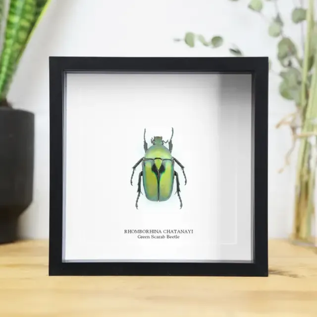 Metallic Green Scarab Beetle Close Wing Handcrafted Box Frame