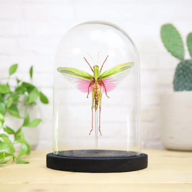 Rose Winged Grasshopper (Chondacris Rosea) Glass Bell Jar