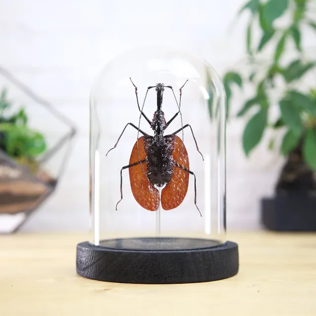 Violin Beetle (Mormolyce Phyllodes) Glass Bell Jar