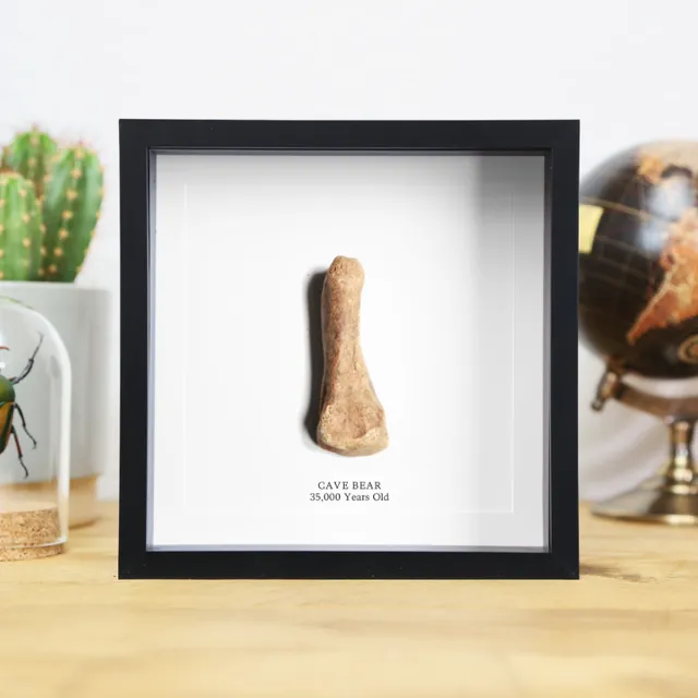 Cave Bear Bone (35,000 years old) Handcrafted Box Frame
