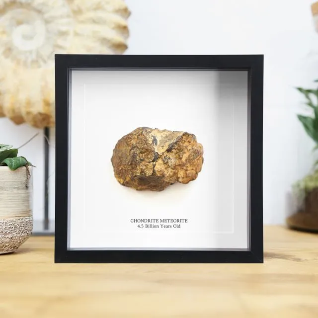 XL Chondrite Meteorite (4.5 billion years old) Handcrafted Box Frame