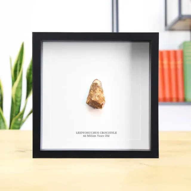 Leidyosuchus Crocodile Tooth (66 million years old) Handcrafted Box Frame