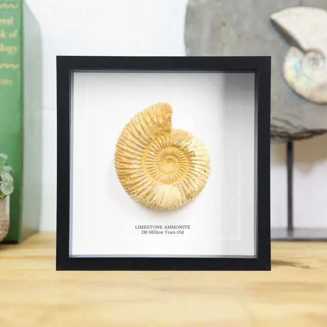 Limestone Ammonite Handcrafted Box Frame