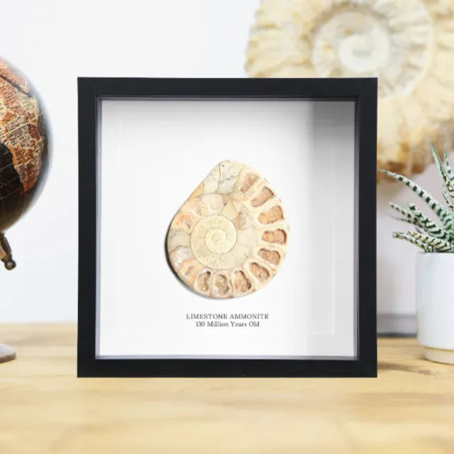 Limestone Ammonite Polished Handcrafted Box Frame